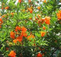 專業(yè)綠化一站式解決方案——苗木花卉基地，您的生態(tài)家園建設者